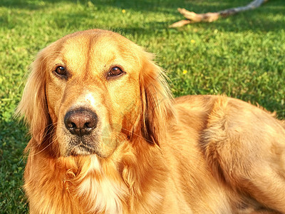 草地上金色猎狗的肖像 健康运动的身体图片