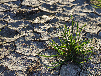 干燥气候造成的裂缝 硬干粘土上的干草草地地面草皮不育干旱天气地球土壤生态黏土损害图片