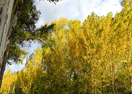 西班牙多彩的绿叶林和蓝天空风景金子牧歌街道叶子蓝色射线环境草地公园图片