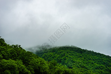 夏季绿林背景夏月背景绿色树叶森林木头图片