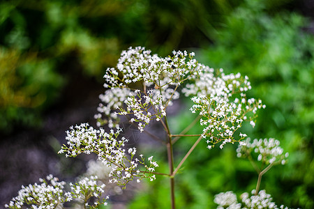 夏日背景 鲜花紧贴植物种子箱杂草绿色种子花瓣热带盒子图片