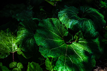 作为夏季背景的土球叶植物热带杂草绿色图片