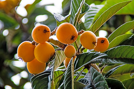 树上含绿叶的 成熟的果实植物群异国蔬菜饮食水果花园植物学粳稻叶子收成图片