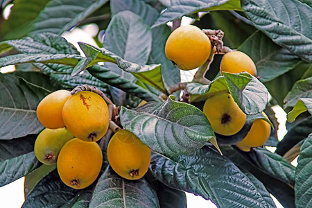 树上含绿叶的 成熟的果实植物学食物橙子种子营养饮食花园植物群情调果汁图片