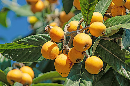 树上含绿叶的 成熟的果实浆果橙子水果蔬菜花园营养食物果汁植物学叶子图片
