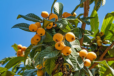 树上含绿叶的 成熟的果实橙子食物植物热带植物学饮食浆果营养蔬菜水果图片