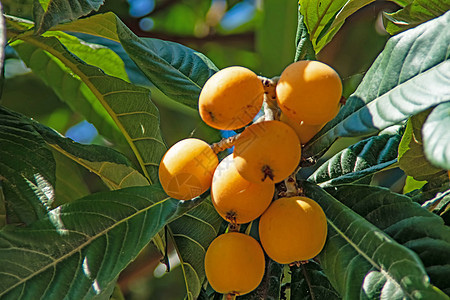 树上含绿叶的 成熟的果实食物种子浆果营养花园叶子果汁橙子异国蔬菜图片