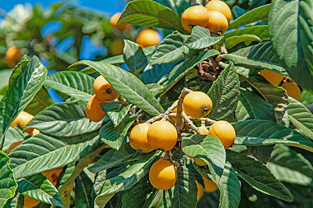 树上含绿叶的 成熟的果实浆果情调叶子植物群营养收成植物粳稻异国果汁图片