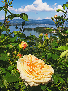 瑞士的花园 湖泊 山地和蓝色天空中美丽的玫瑰花朵 位于沃勒罗Wollerau 其背景 瑞士自然环境生物植物玫瑰礼物香味生态香水园图片