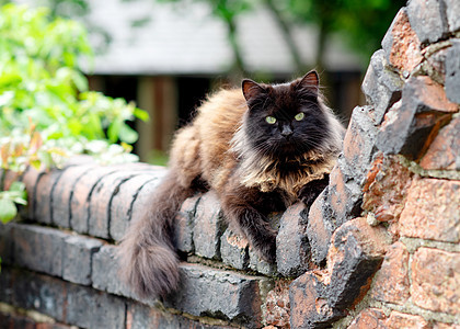 在阳光明媚的夏日 黑猫在栅栏上图片