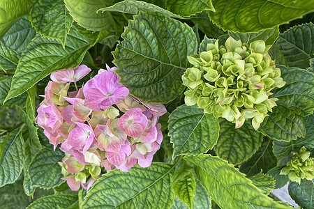 绿叶绣球花叶子水彩花瓣邀请函植物群植物花束玫瑰花圈卡片图片