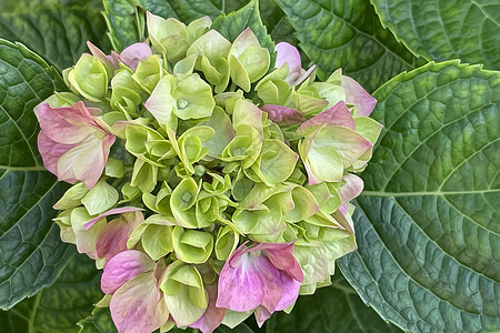 绿叶绣球花婚礼庆典玫瑰蓝色卡片水彩邀请函植物群叶子花束图片