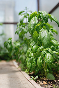 园圃或温室中的鲜树草本植物蔬菜香料生物叶子健康农业树叶烹饪农民图片