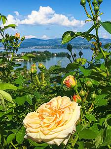 瑞士的花园 湖泊 山地和蓝色天空中美丽的玫瑰花朵 位于沃勒罗Wollerau 其背景 瑞士自然玫瑰牡丹生物山脉生态植物学礼物植物图片