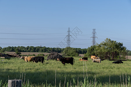 牛群在野外的牧草 在畜栏附近的田里放牧图片