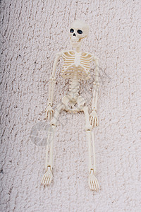 人类骨架模型 作为医学解剖科学的人体骨架模型颚骨脊柱真人教育大小诊所药品骨骼骨头身体图片