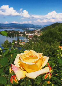 瑞士的花园 湖泊 山地和蓝色天空中美丽的玫瑰花朵 位于沃勒罗Wollerau 其背景 瑞士自然山脉玫瑰生物香味生长园艺牡丹植物学图片