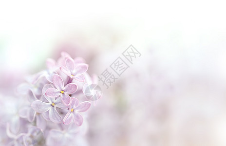 春时Lilac花朵的近视图像太阳艺术紫色背景园艺植物季节宏观植物群丁香花图片