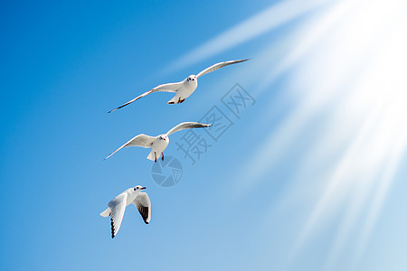 海鸥在天空中飞翔海鸟荒野伙伴鸟类朋友们生活羽毛飞行动物群蓝色图片