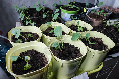 家庭厨房塑料杯中生长的树苗植物学地球栽培蔬菜塑料花园种植园地面叶子温室图片