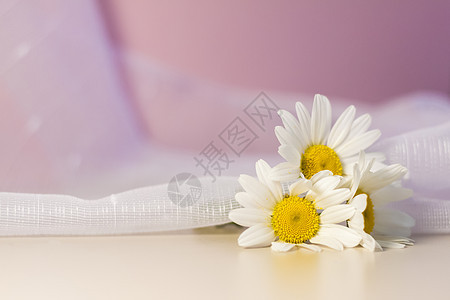 米色粉红色背景上的白色雏菊 带有白色面纱 天然美容产品 产品横幅 文本和设计的空间叶子内阁化妆品治疗皮肤广告温泉绿色植物花朵植物图片