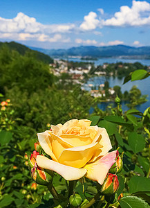 瑞士的花园 湖泊 山地和蓝色天空中美丽的玫瑰花朵 位于沃勒罗Wollerau 其背景 瑞士自然礼物牡丹山脉植物学香水园艺生长环境图片