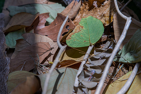 许多干叶用于背景和纹理 干叶背景阳光叶子干花植物刷子地面图案干旱细胞艺术图片