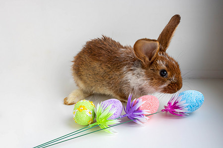 复活节棕色 有白色斑点 一只小兔子在白色背景的复活节彩蛋附近跳跃 复活节假期的概念耳朵冒充鼻子野兔投标宠物婴儿展示庆典哺乳动物图片