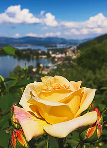 瑞士的花园 湖泊 山地和蓝色天空中美丽的玫瑰花朵 位于沃勒罗Wollerau 其背景 瑞士自然环境植物学植物山脉牡丹生长园艺生物图片