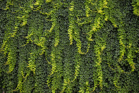 作为自然背景的绿叶树叶森林花园植物学彩叶生长植被植物植物群园艺图片