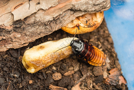 马达加斯加在吃香蕉时 将蟑螂一头叫图片