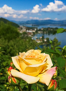 瑞士的花园 湖泊 山地和蓝色天空中美丽的玫瑰花朵 位于沃勒罗Wollerau 其背景 瑞士自然生物香味环境植物学生态牡丹生长植物图片