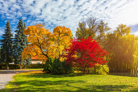 秋天的景色 秋天 红色和黄色的树木和树叶在阳光下 与黄色树和太阳的美好的秋天风景 公园里五颜六色的树叶 落叶自然背景橡木场景草地图片