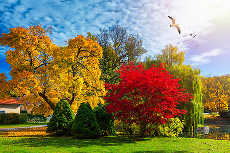 秋天的景色 秋天 红色和黄色的树木和树叶在阳光下 与黄色树和太阳的美好的秋天风景 公园里五颜六色的树叶 落叶自然背景橡木叶子森林图片