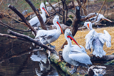 在自然嫉妒中水鸟成人自由动物野生动物航班脆皮荒野蓝色池塘图片