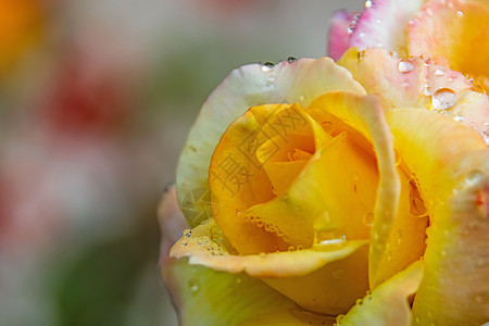 紧紧的黄玫瑰和雨滴婚礼植物墙纸花园园艺礼物植物群假期花瓣玫瑰图片