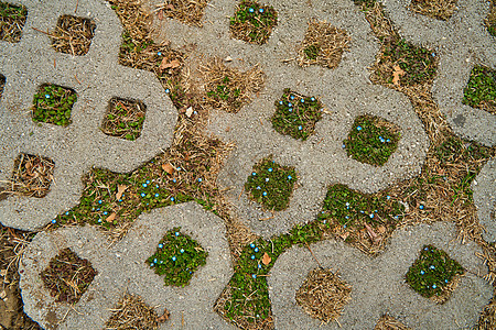 蓝色的花朵从人行道上的地砖中萌芽树叶种子石头路面地面花园植物生长斗争生活图片