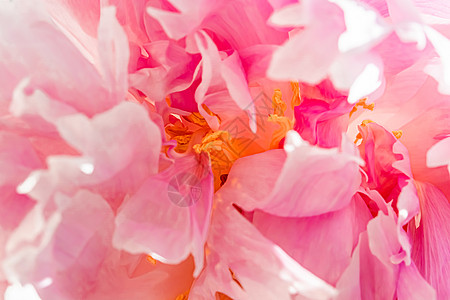 花园中的牡丹花 花卉之美和植物学背景 用于婚礼请柬和贺卡 自然和环境概念花束牡丹新娘植物群花朵假期宏观邀请函生长母亲图片