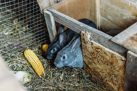 两只灰色的小兔子爬出家门吃玉米 养兔 在农场上用木笼的兔子动物生物农民婴儿后代哺乳动物宠物干草毛皮谷仓图片