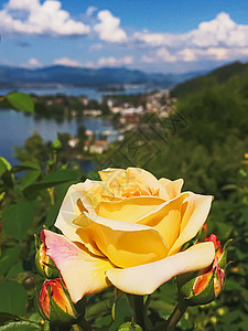 瑞士的花园 湖泊 山地和蓝色天空中美丽的玫瑰花朵 位于沃勒罗Wollerau 其背景 瑞士自然香水牡丹玫瑰生物环境生长植物山脉生图片