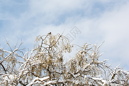 雪中的树枝雪花栅栏白色天气背景图片