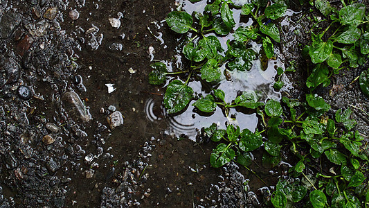 3d 插图雨滴落到五颜六色的树叶上 在雨天的路上铺设地面水坑植物天气液体环境街道路面沥青蓝色图片