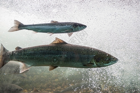 三文鱼逆流而上 挪威 斯塔万格地区 罗加兰 吕菲尔克风景线 这些河流中的鲑鱼是全球大西洋鲑鱼种群中非常重要的一部分流动气泡食物饮图片