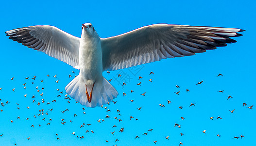海鸥在蓝天鸟群前飞翔蓝色鸟类照片翅膀荒野伙伴野生动物钓鱼羽毛支撑图片