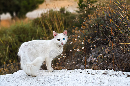 一只白猫 眼睛颜色不同 在自然界中图片