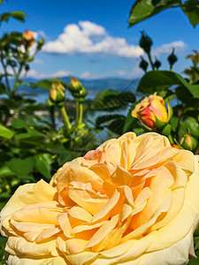瑞士的花园 湖泊 山地和蓝色天空中美丽的玫瑰花朵 位于沃勒罗Wollerau 其背景 瑞士自然礼物牡丹环境园艺生物生长香水植物学图片