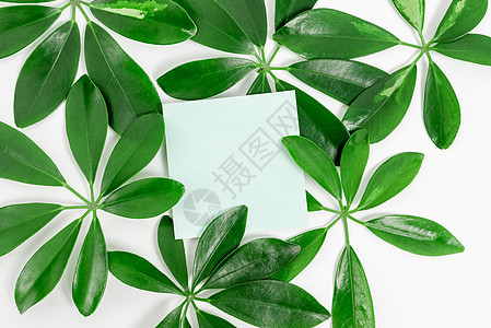 自然主题演示创意设计 展示可再生材料 创造可持续产品 有机材料 园艺设计规划 春天的想法叶子风格创造力装饰植物学作品森林绿色花瓣图片