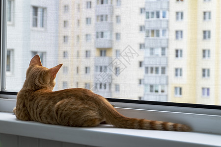 用保护性蚊子和防猫网在窗台上的枕头房子攻击窗户动物猫咪宠物虎斑家畜昆虫爪子图片