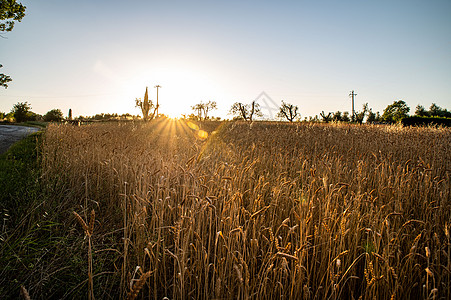 橙色日落时的竹草风景农田农场运输戏剧性农业太阳日出冒险晴天图片