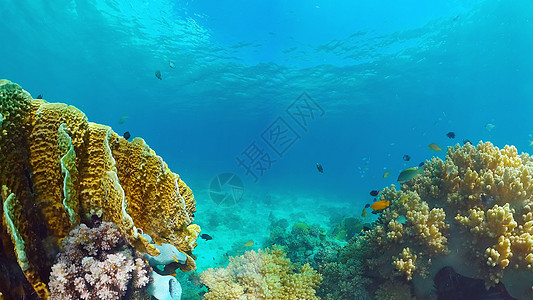 珊瑚礁和热带鱼类 菲律宾潘格劳场景动物旅行环境热带旅游探索浮潜蓝色景观图片